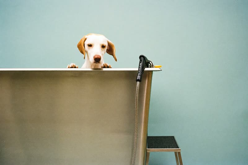 A stainless steel walk-in dog bath with a spray hose