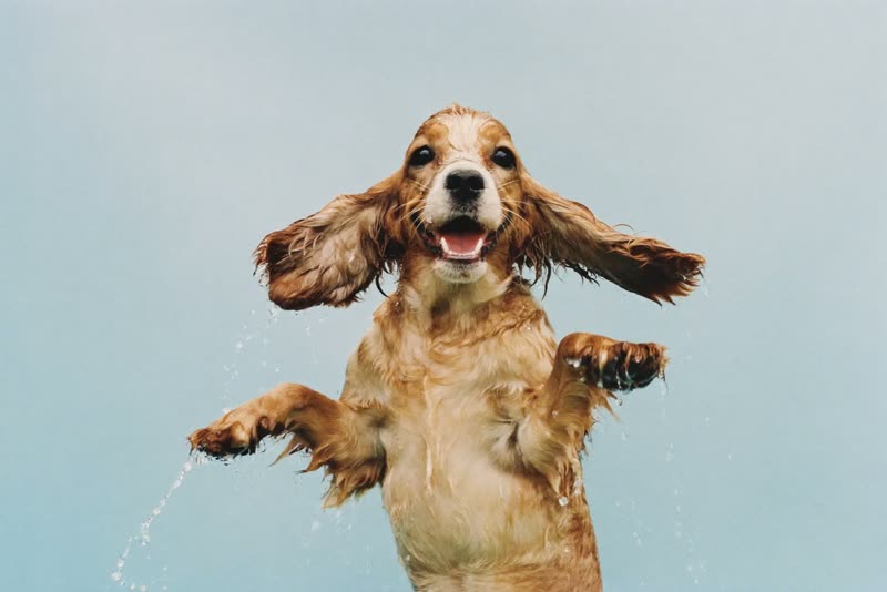 A wet cocker spaniel shaking off water