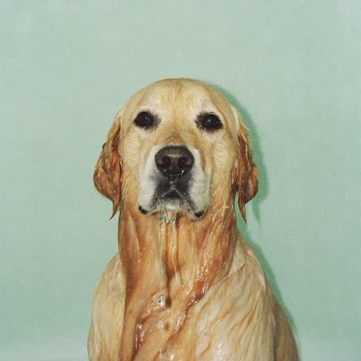 A wet golden retriever standing calmly mid-wash