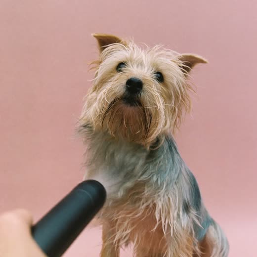 A damp terrier with its fur lifting under a dryer