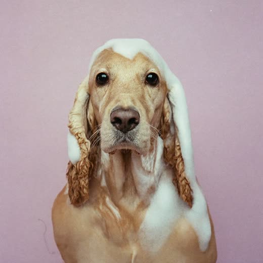 A spaniel with shampoo lather on its shoulders