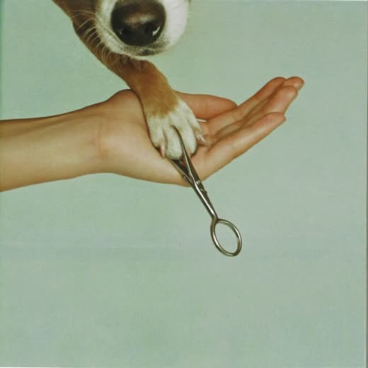 A dog's paw held in a hand for a nail trim